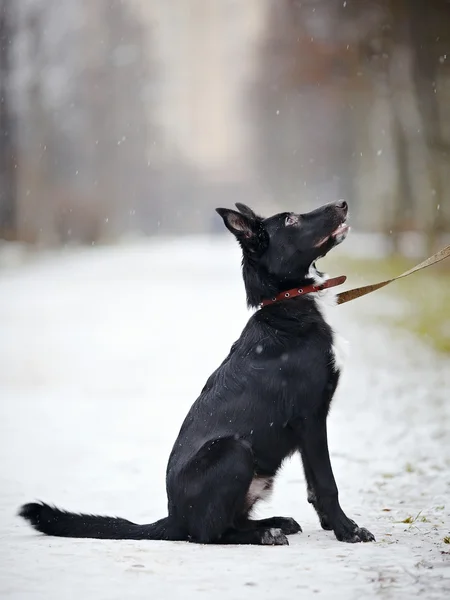 Black Doggie on walk. — Stock Photo, Image