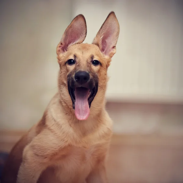 Eğlenceli bir köpek yavrusunun portresi. — Stok fotoğraf