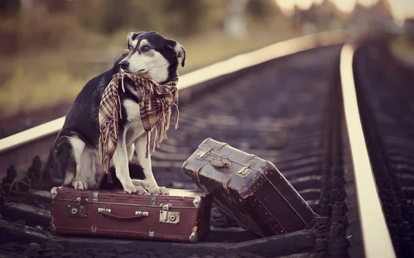 Mongrel on rails with suitcases. — Stock Photo, Image