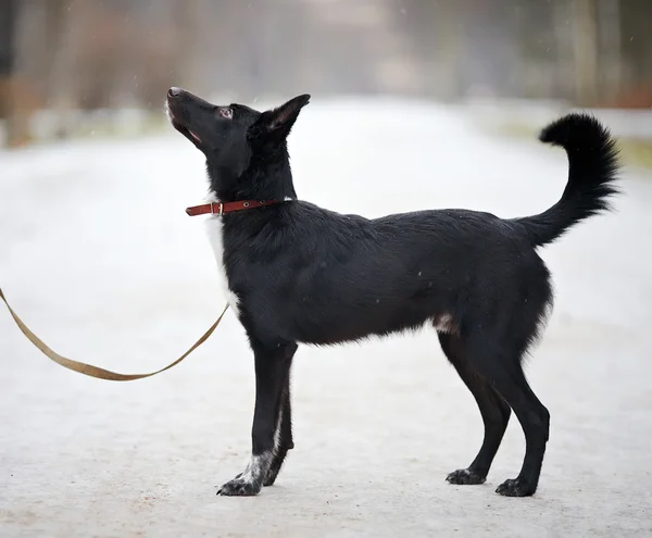 Negro perrito en paseo . — Foto de Stock