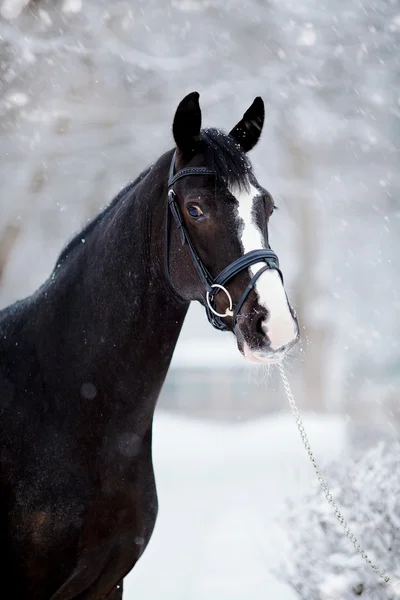 Портрет спортивного коня взимку . — стокове фото