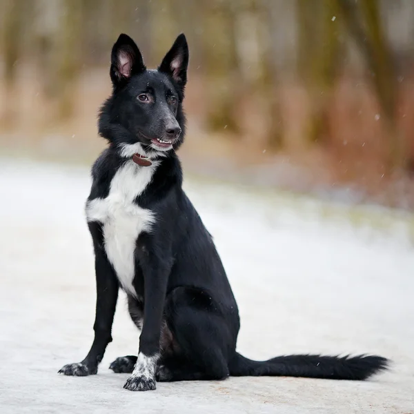 Schwarzer Hündchen auf Spaziergang. — Stockfoto