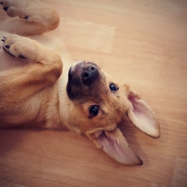 Eğlenceli bir köpek yavrusunun portresi.