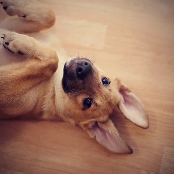 Eğlenceli bir köpek yavrusunun portresi. — Stok fotoğraf