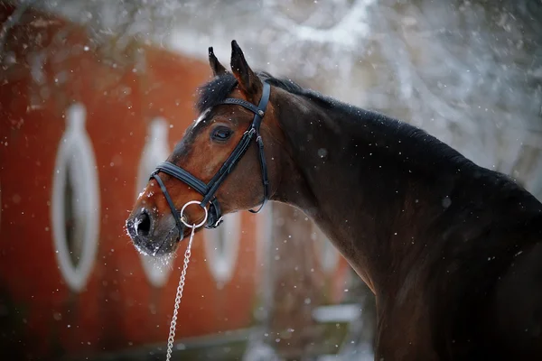 Retrato de un caballo deportivo en invierno . — Foto de Stock