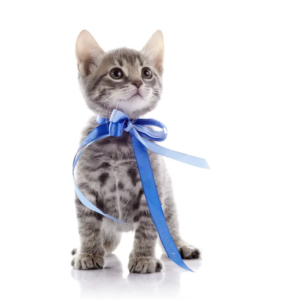 Gray kitten with a tape. — Stock Photo, Image