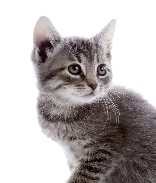 Retrato de um gatinho cinza . — Fotografia de Stock