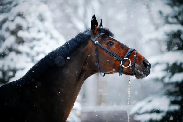 Retrato de un caballo deportivo en invierno . — Foto de Stock