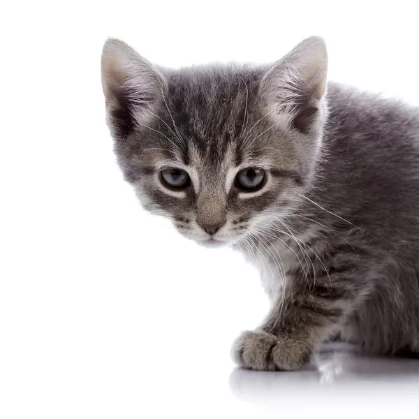 Retrato de um gatinho com raiva cinza . — Fotografia de Stock