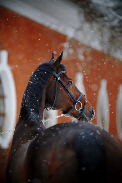 Porträt eines Sportpferdes im Winter. — Stockfoto