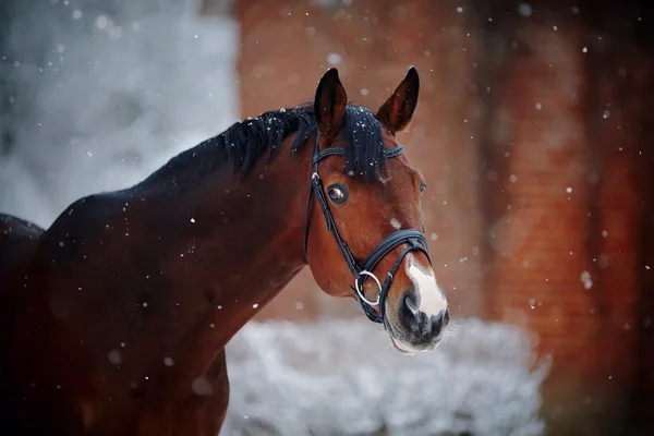 在冬天的运动马的画像. — 图库照片
