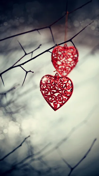 Red hearts on prickly branches. — Stock Photo, Image