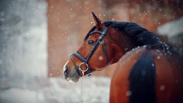 Caballo deportivo en invierno . —  Fotos de Stock