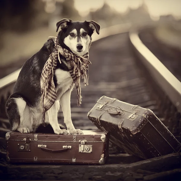 El perro se sienta en una maleta sobre rieles — Foto de Stock