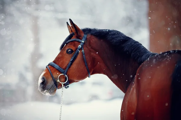 Caballo deportivo en invierno . — Foto de Stock