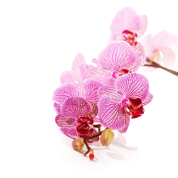 Phalaenopsis. — Stock Photo, Image