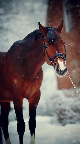 Ritratto di cavallo sportivo in inverno . — Foto Stock