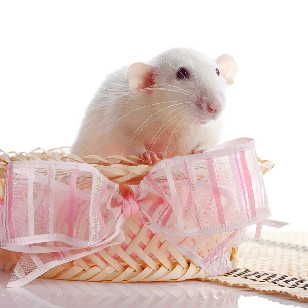 Biały szczur w koszu z kokardą różowe. — Zdjęcie stockowe