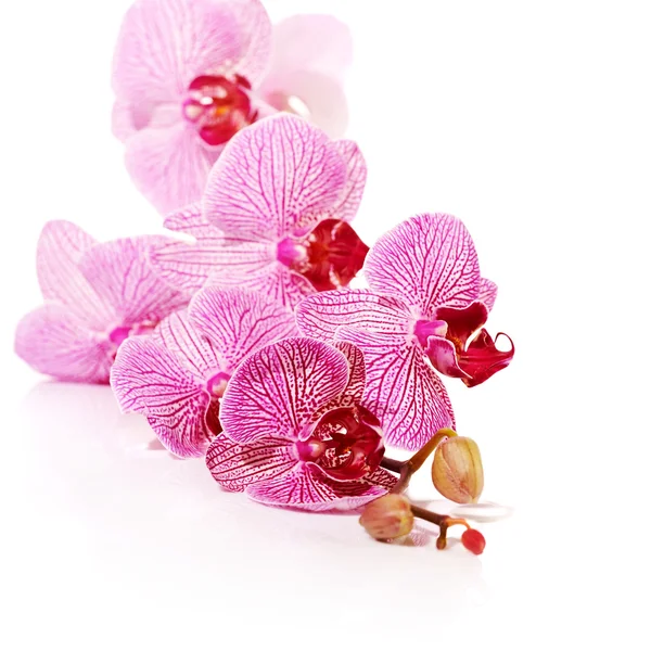 Roze orchideephalaenopsis. — Stockfoto