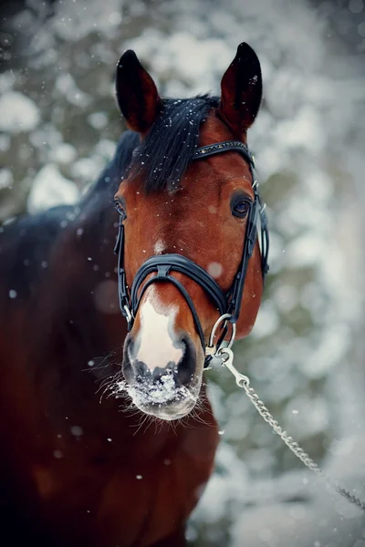 冬のスポーツの馬の肖像. — ストック写真