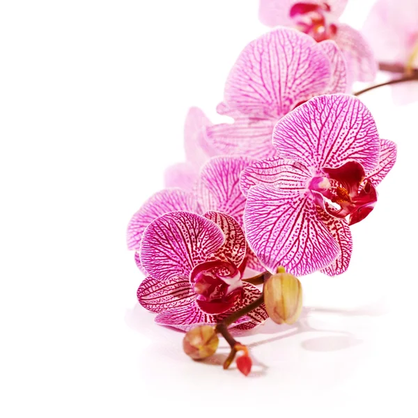 Phalaenopsis de la orquídea . — Foto de Stock