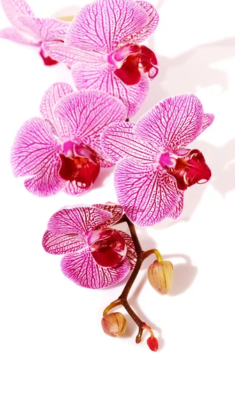 Różowy storczyk phalaenopsis. — Zdjęcie stockowe