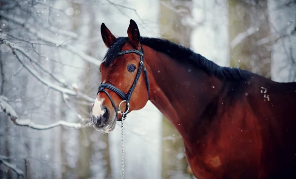 Portrait of a sports horse in the winter. — Stock Photo, Image