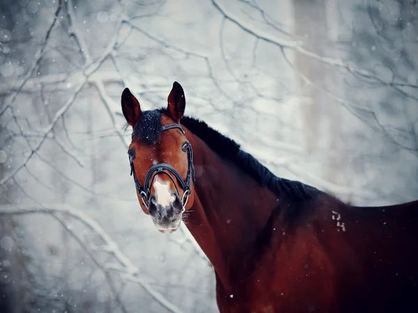 Portret konia sportowego w zimie. — Zdjęcie stockowe
