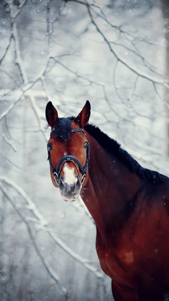 Retrato de un caballo deportivo en invierno . — Foto de Stock