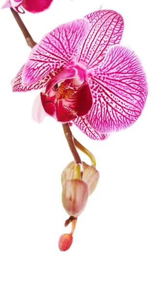 Pembe çiçek bir orkide Phalaenopsis. — Stok fotoğraf