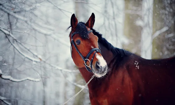 Porträt eines Sportpferdes im Winter. — Stockfoto