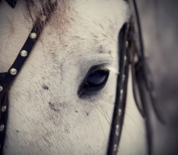 Un ojo de un caballo blanco . — Foto de Stock