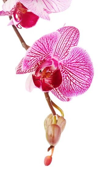 Roze bloem van een orchidee Phalaenopsis. — Stockfoto