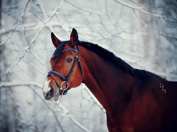 Portret konia sportowego w zimie. — Zdjęcie stockowe