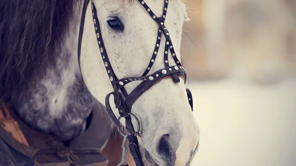 Bouche d'un cheval blanc dans un harnais. — Photo