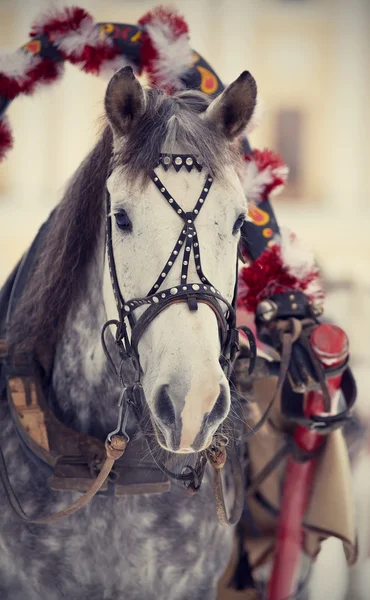 Muzzle of a white horse in a harness. — Stock Photo, Image