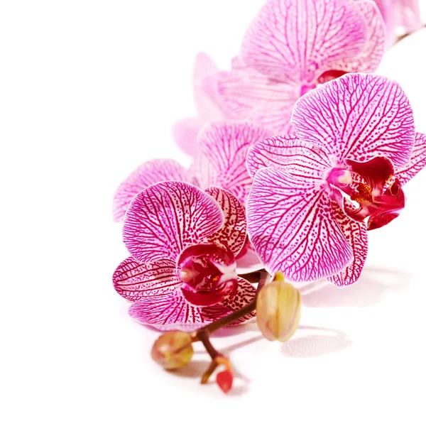 Orchidée rose phalaenopsis . — Photo