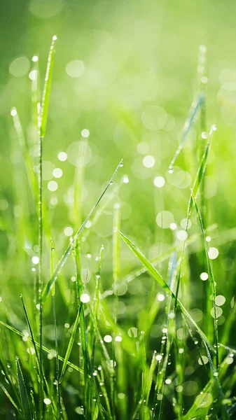 Свежая зеленая трава с росой. — стоковое фото