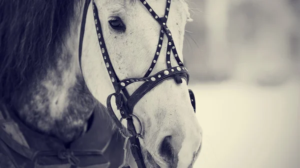 Hocico de un caballo blanco en un arnés. — Foto de Stock