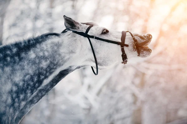 Portretul unui cal sportiv gri în timpul iernii — Fotografie, imagine de stoc