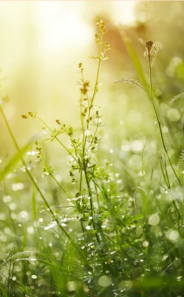 Frisches grünes Gras mit Tau. — Stockfoto