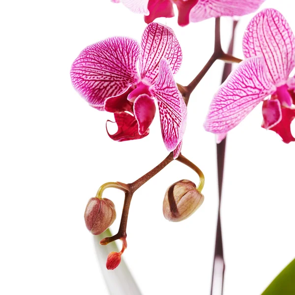 Rama con flores de una orquídea Phalaenopsis . —  Fotos de Stock