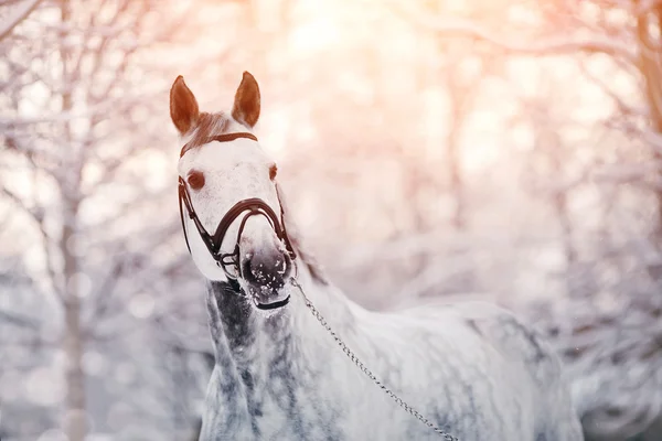 Ritratto di cavallo sportivo grigio in inverno — Foto Stock