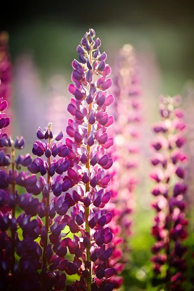Fleurs violettes sauvages d'un lupin — Photo