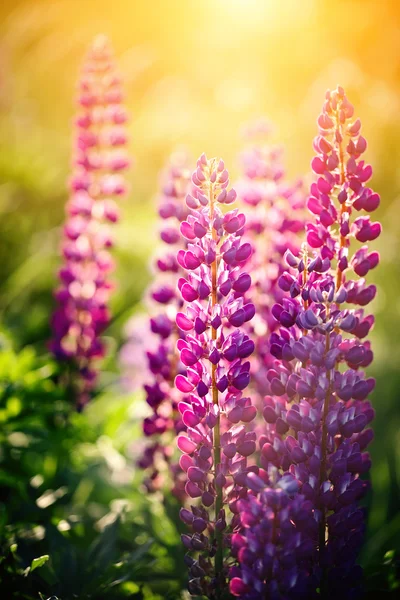 Wild-growing flowers of a lupine — Stock Photo, Image