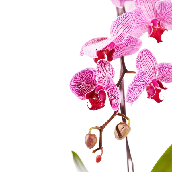 Tak met bloemen van een orchidee Phalaenopsis. — Stockfoto