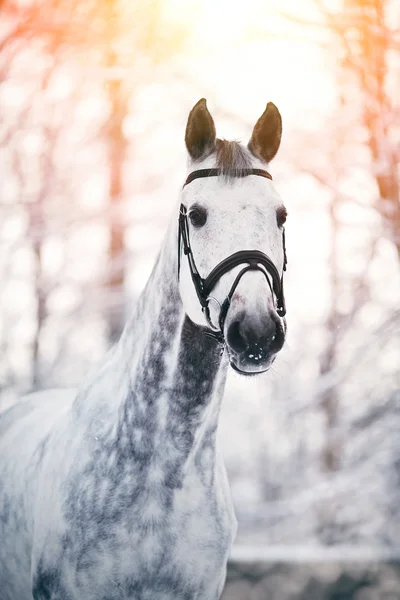 冬にグレーのスポーツ馬の肖像 — ストック写真