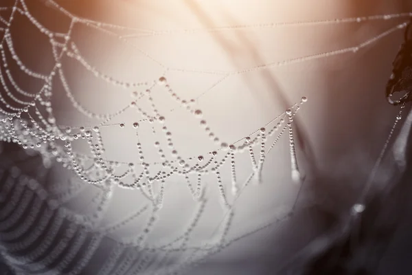 Cobweb in gocce di rugiada — Foto Stock
