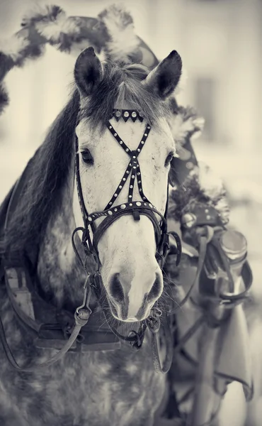 Mynningen på en vit häst i en sele. — Stockfoto