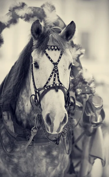 Hocico de un caballo blanco en un arnés. — Foto de Stock